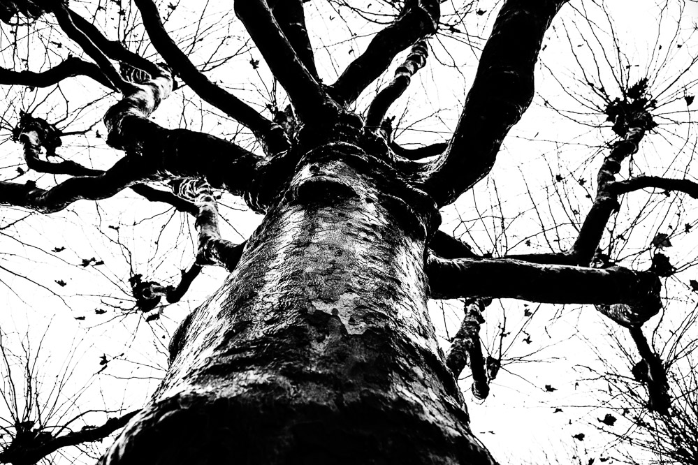 006 - Herbstbaum - Sursee 24.11.2013