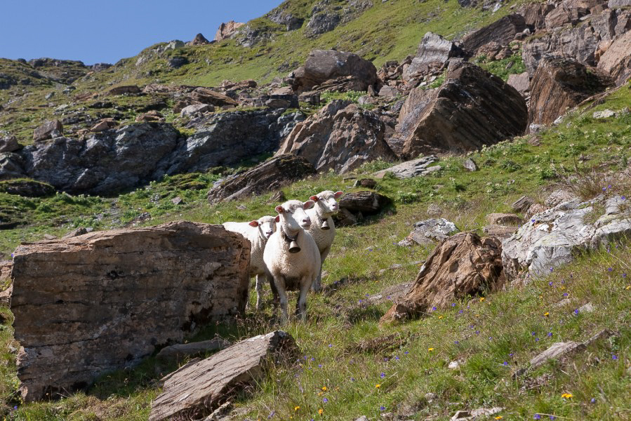 Chrauchtal - 034 - Die ersten Schafe tauchen auf