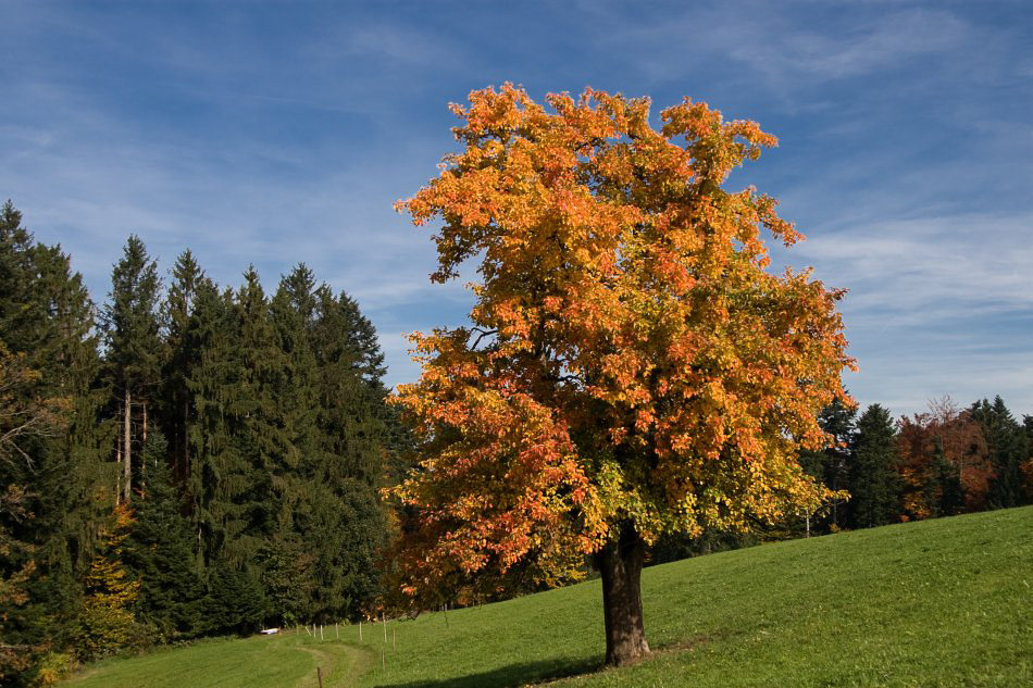 Herbst08 - ©MD - 019 - Farbenpracht