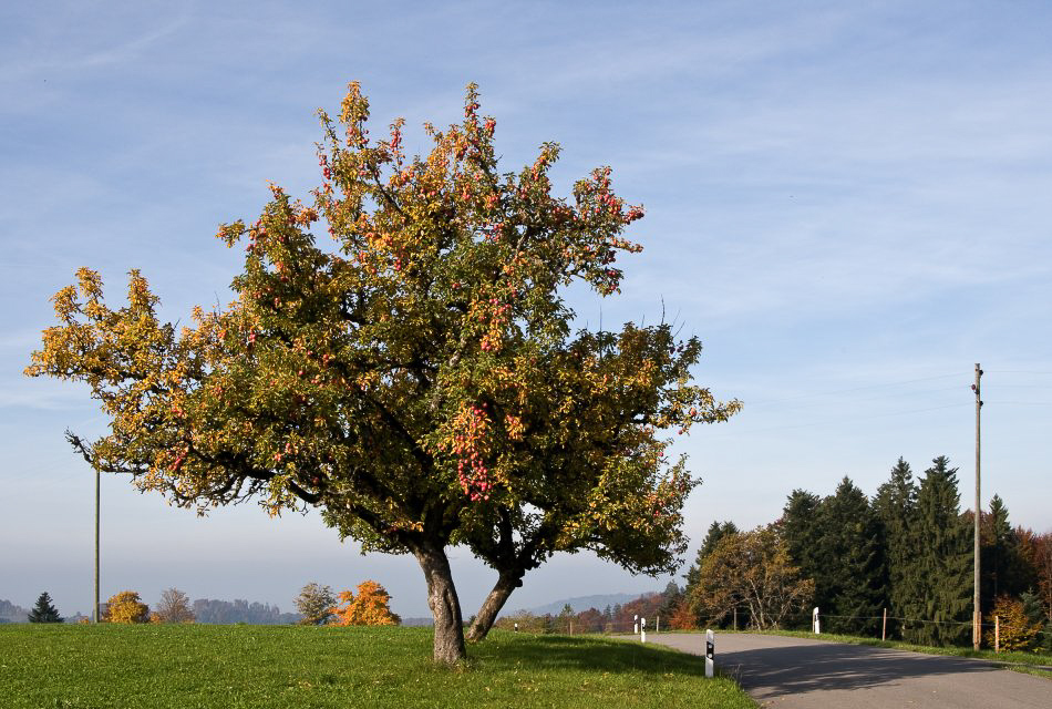 Herbst08 - ©MD - 020 - Apfelbaum