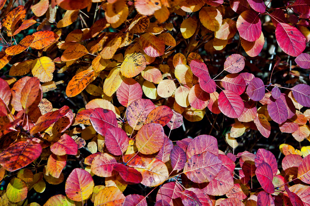 Herbst-11 - 001 - Wilkommen in der Farbenpracht