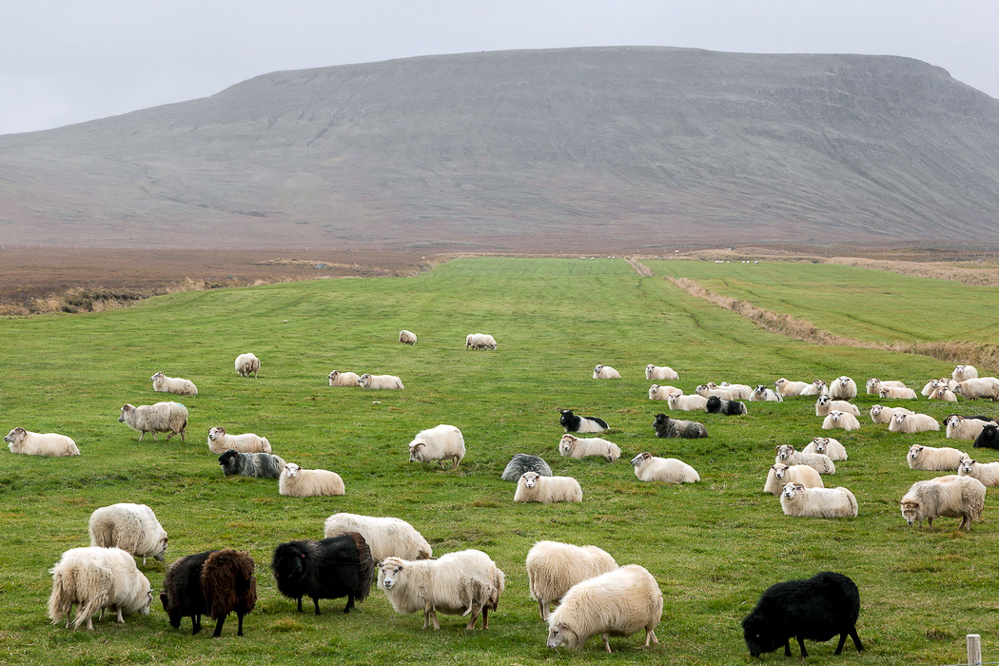 0611_island_26-09_Auch in Island gibts schwarze Schafe