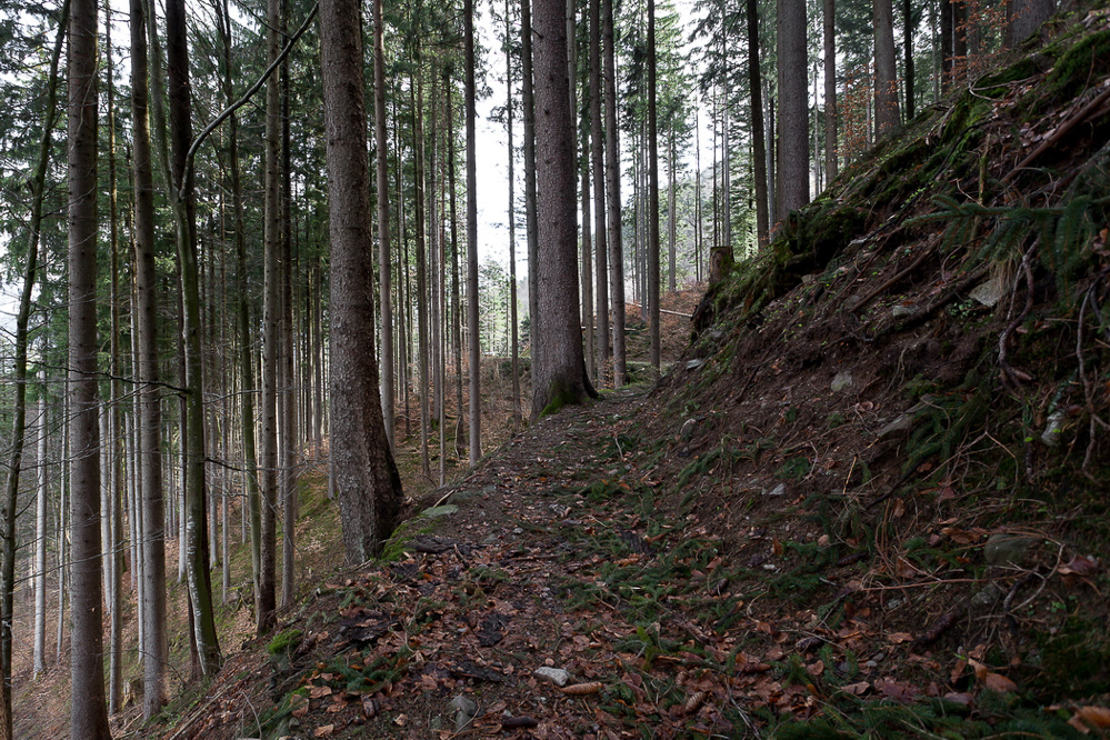 Natur 2012 - 035 - Waldweg