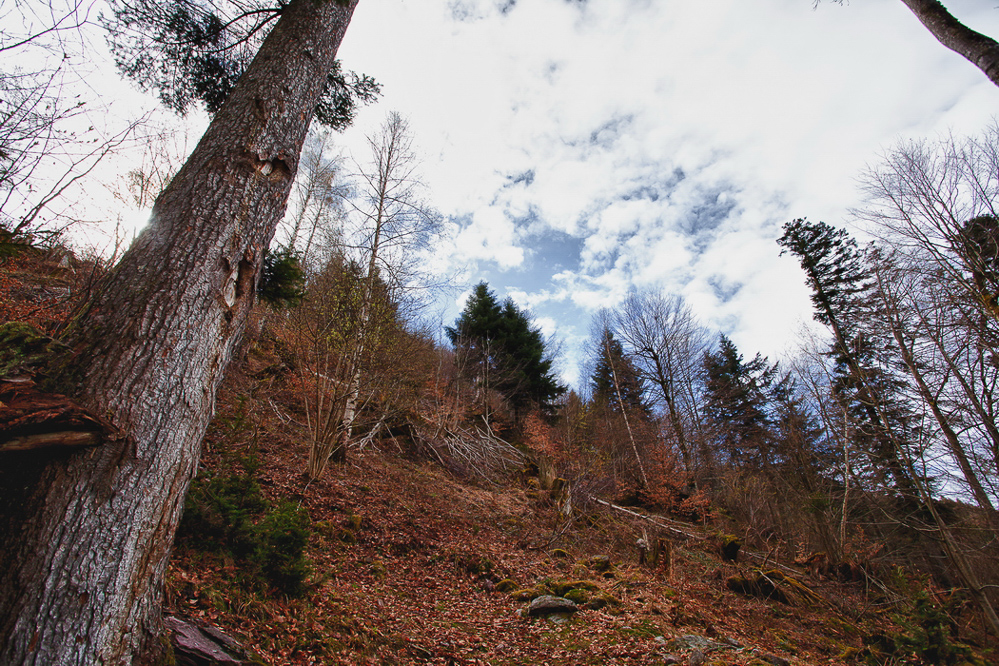 Natur 2012 - 041 - Aufstieg