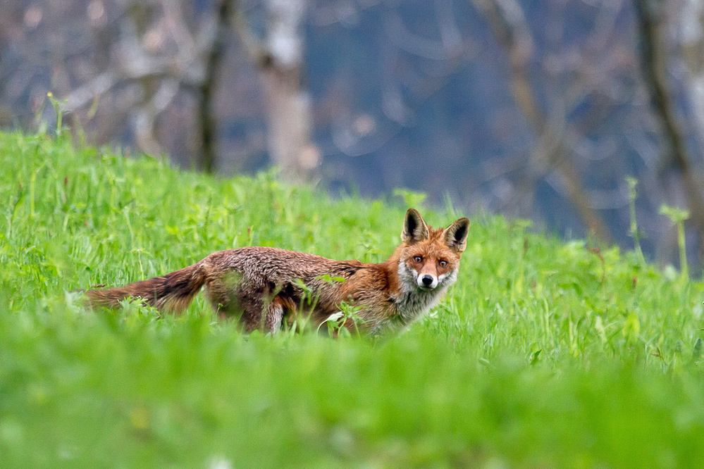 Natur 016 - Junger Fuchs