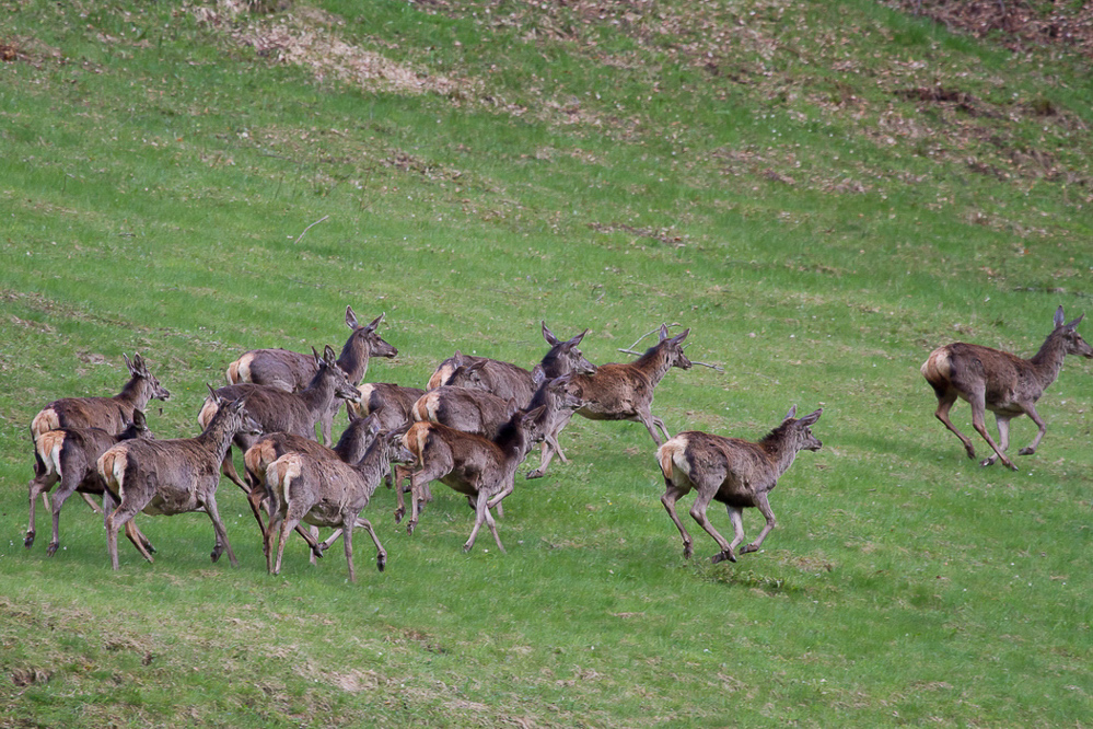 Natur 020 - Hirsche am Waldrand
