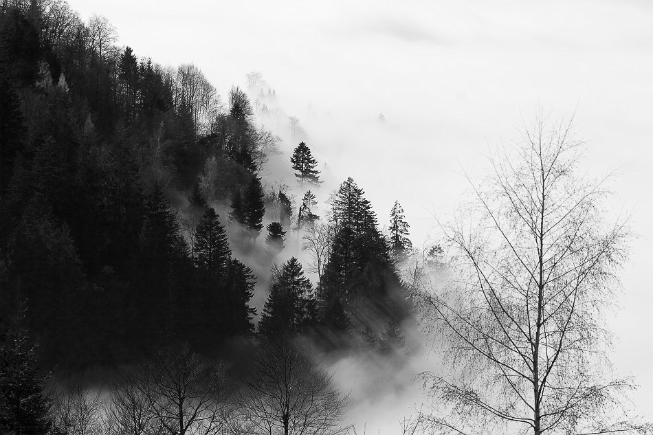 Nebel - ©MD - 013 - Nebelgrenze