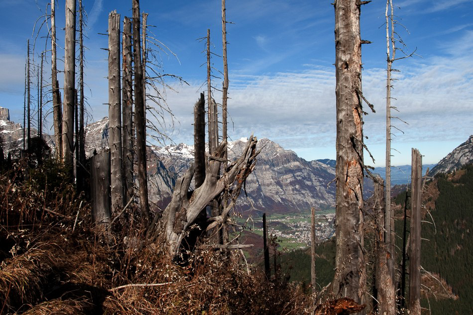Seebödeli - 001 - Tote Bäume am Gandberg
