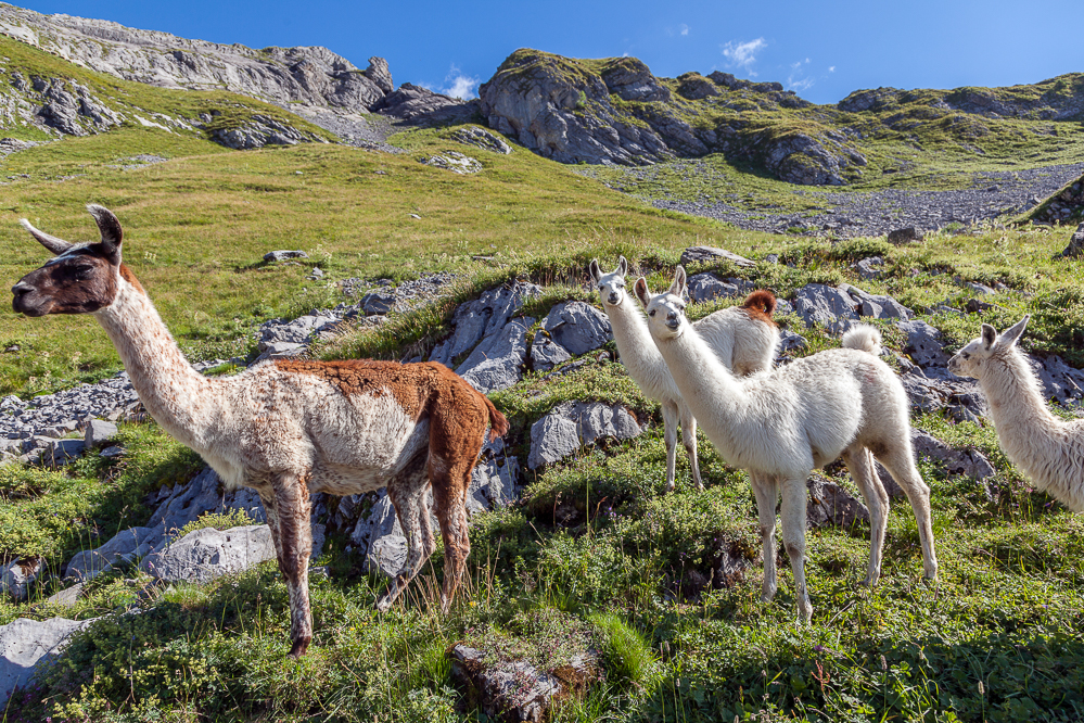 026 - Lamas beim First oberhalb Oberblegi