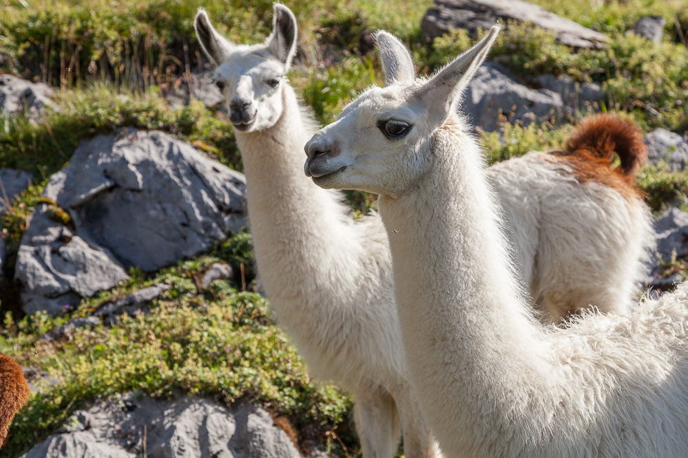 027 - Lamas beim First oberhalb Oberblegi