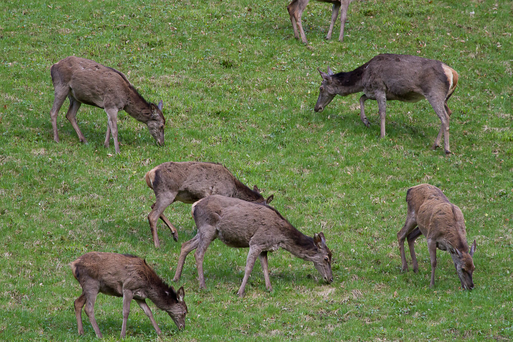 036 - Saftiges Gras - Haslen 22.04.2102