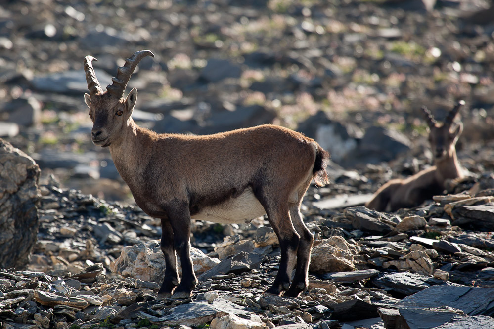 024 - Junger Steinbock - Nüschen 31.08.2013