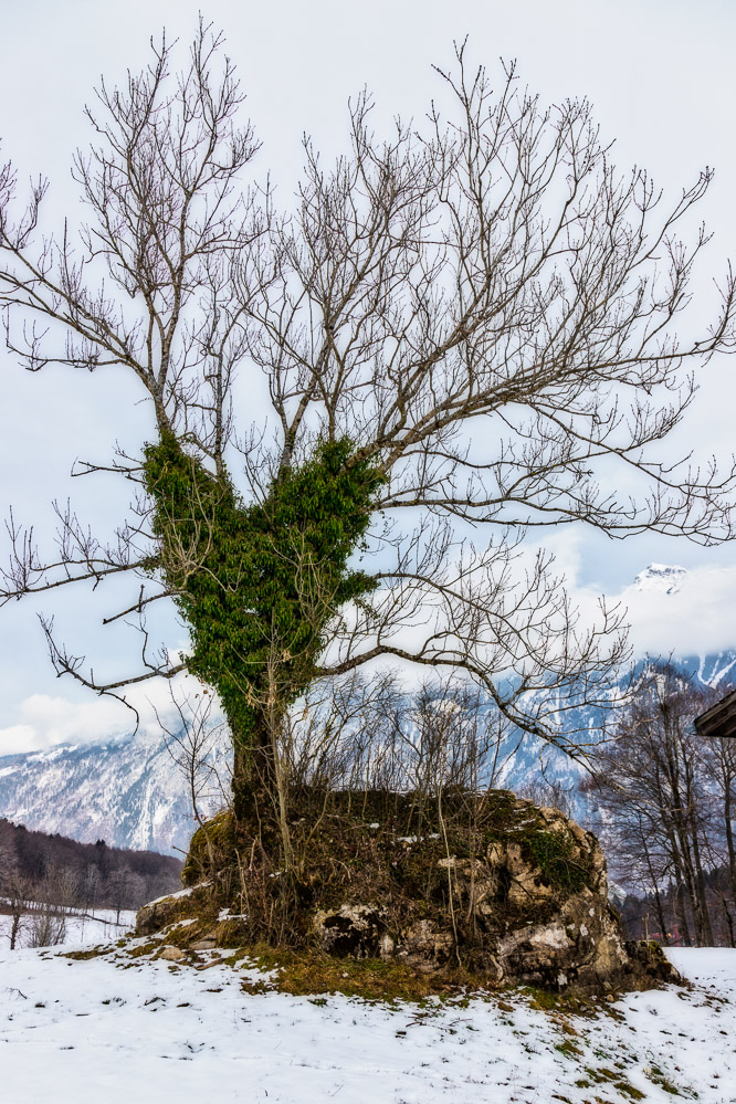 2021 - 002 - Bambibaum