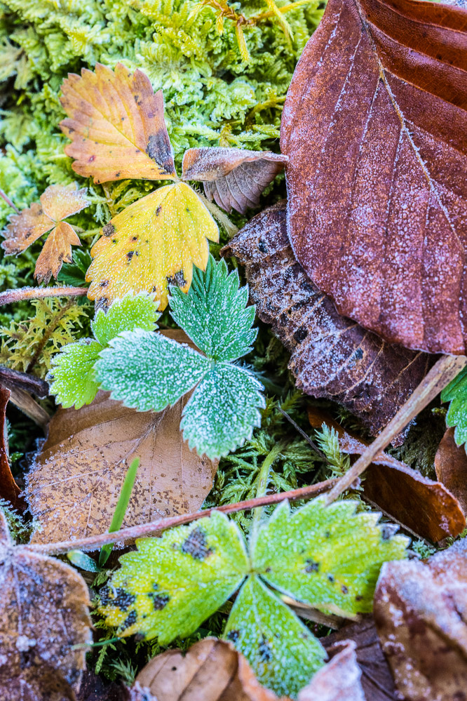 2021 - 055 - Herbstsalat