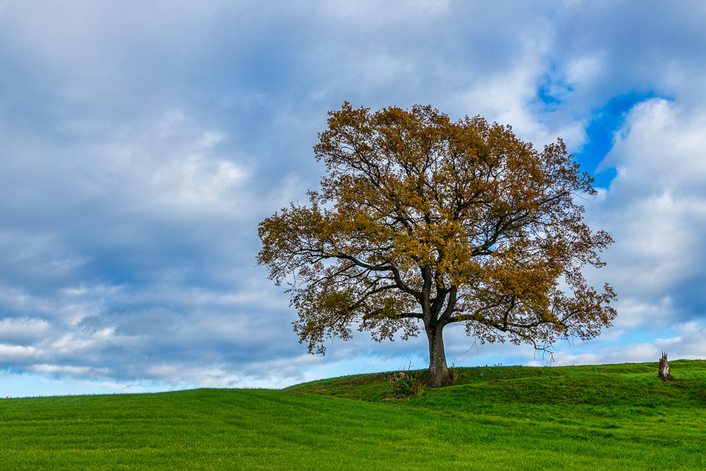 2022_040_Der Baum