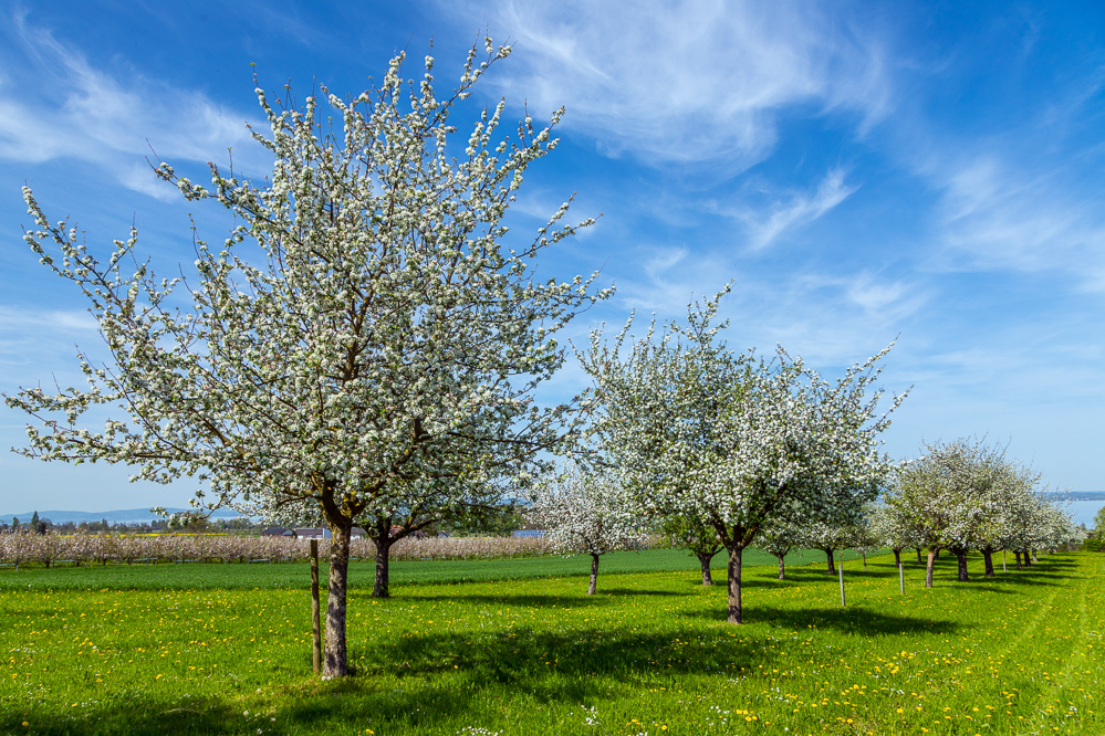 2024-008 - Bluetenzauber im Thurgau