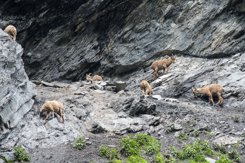 2024-020 - Steinwild bei Batoeni