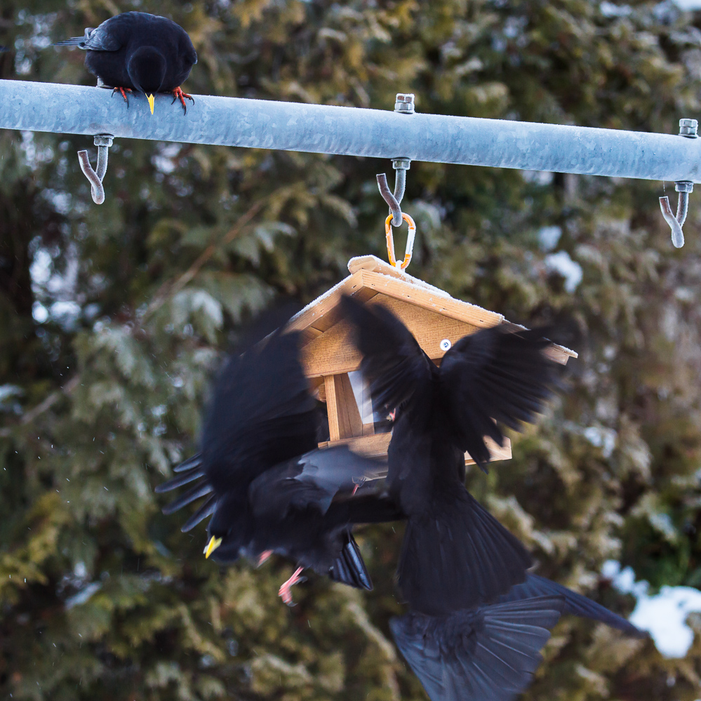 2024-051 - Heiligabend beim Vogelhaus