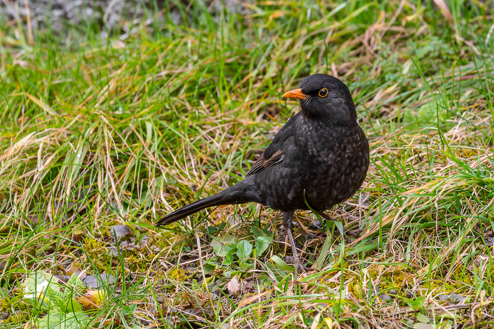 2025-04 zägg ä Amslä