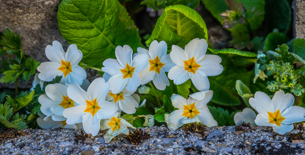 2025-10 Mauerblümchen