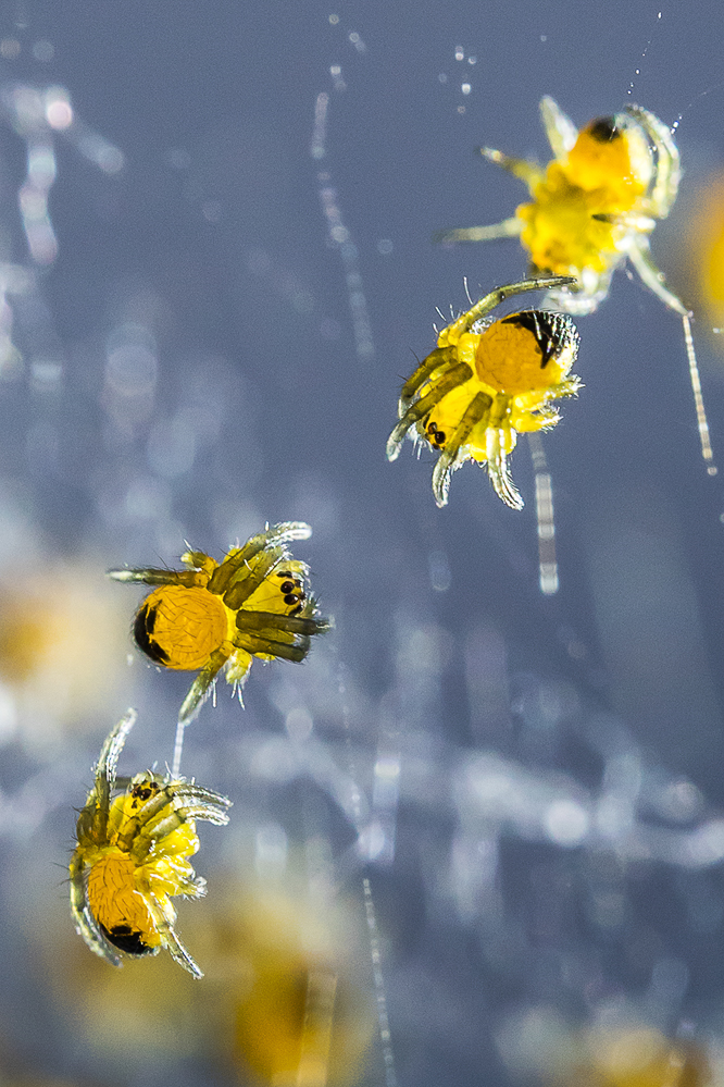 2025-13 Makrospinnen