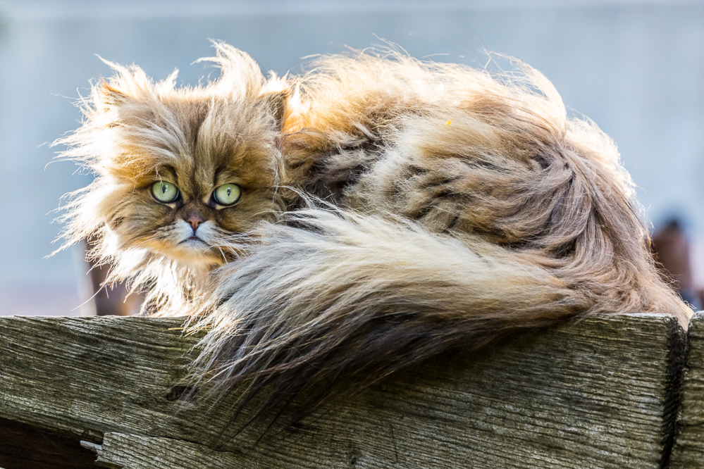 2025-14 Besuch aus der Nachbarschaft