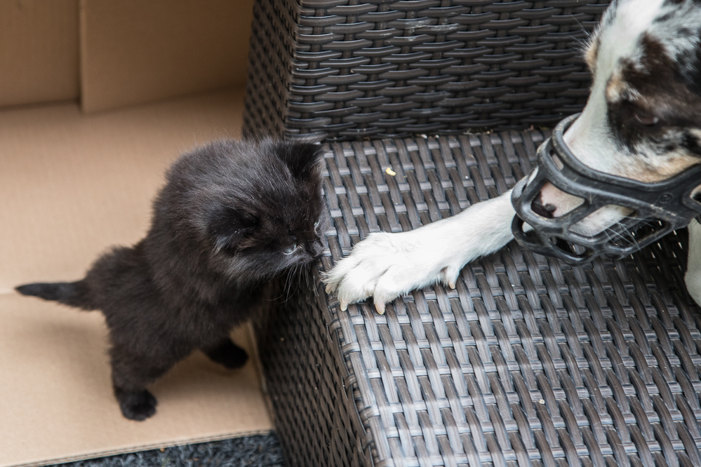 2025-30 Begenung im Alpenblick