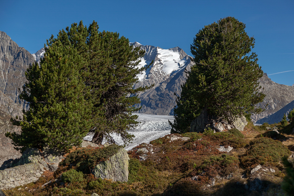 aletsch_116 - Bäume