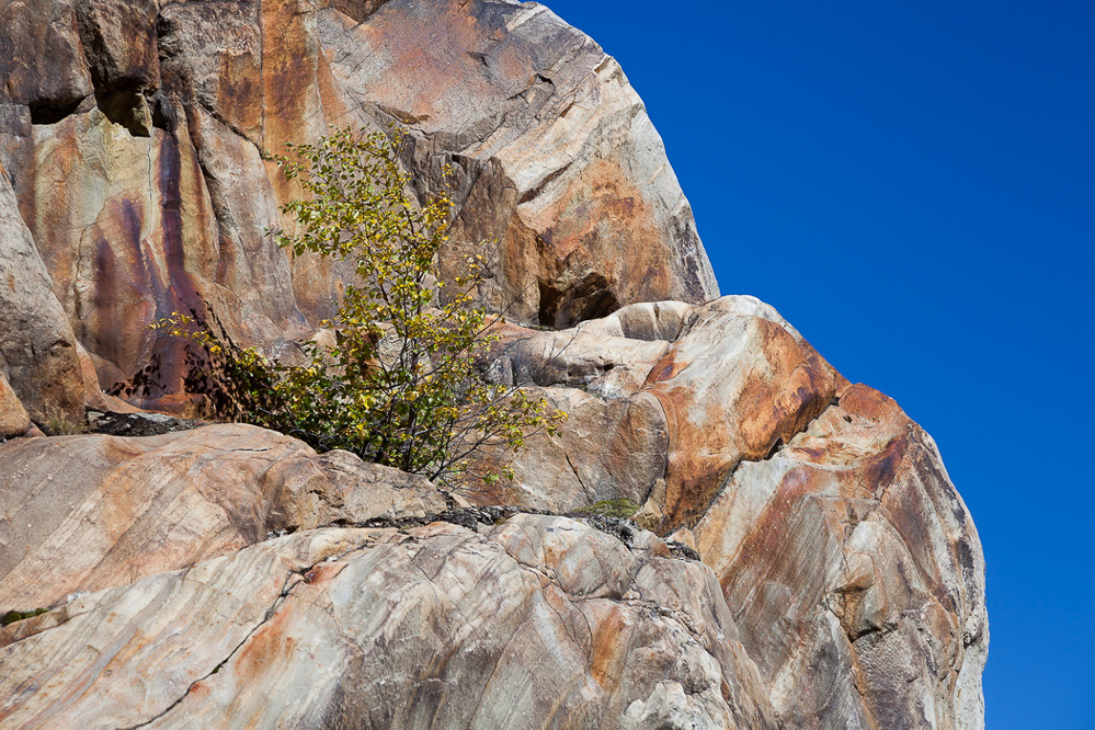 aletsch_131 - Rost