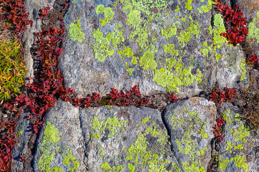 aletsch_139 - Rot-Grün