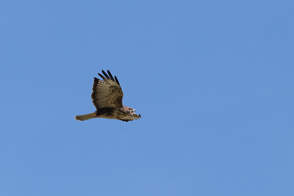 aletsch_149 - Der vielzuweitweg Bussard