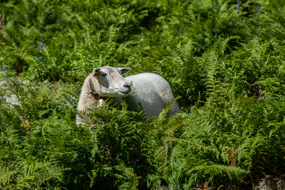 fridolin_004.Gut getarnt vor dem boesen Wolf