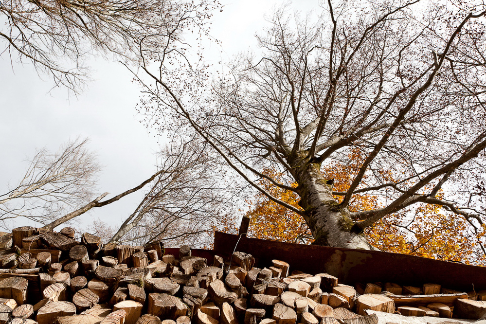 Herbst-11 - 034 - Lebend- und Totholz