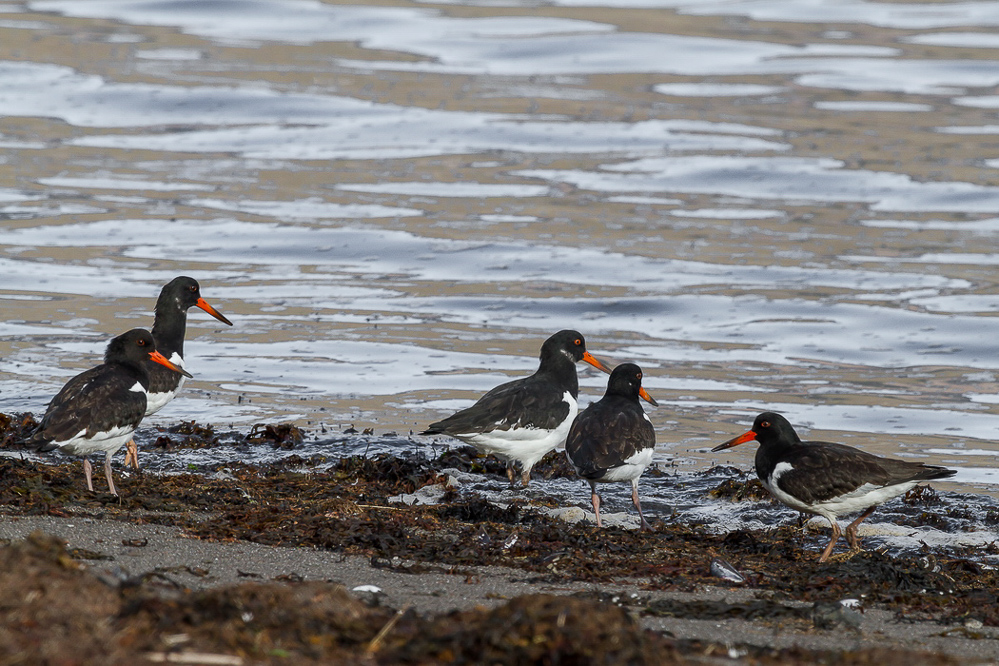 555_island_25-09_Einheimisches Strandleben