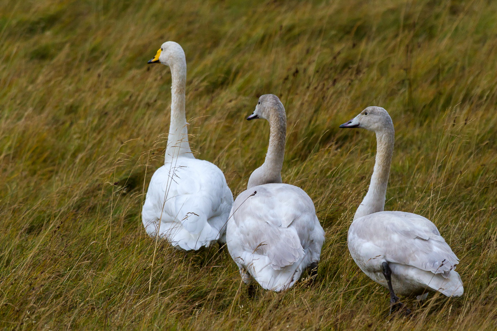 0947_island_30-09_Familie Singschwan