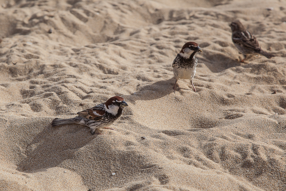 malta_147_-_Golden_Bay