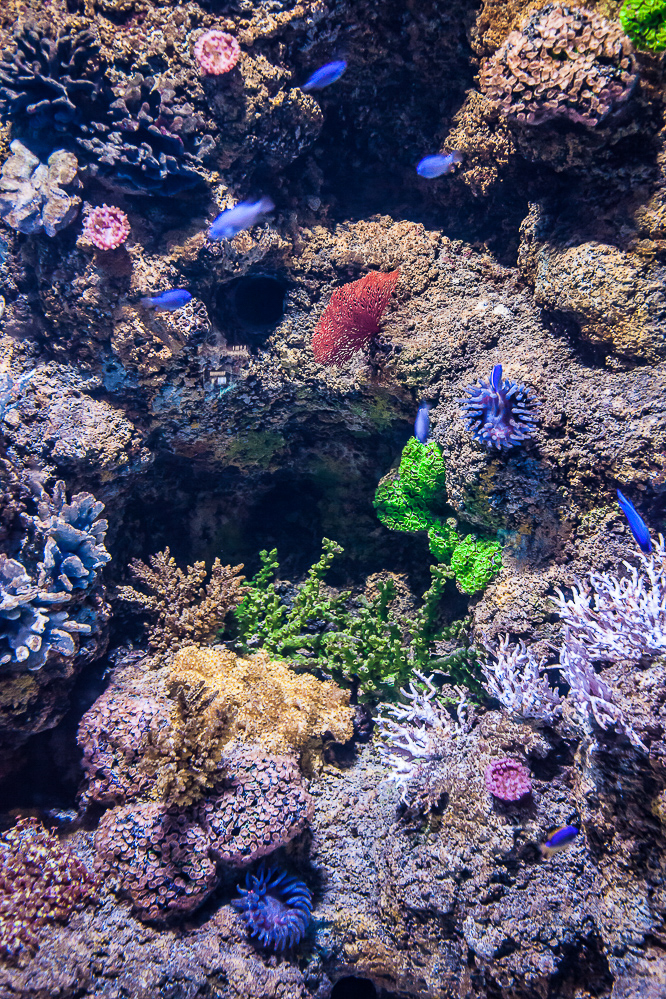 malta_172_-_Aquarium