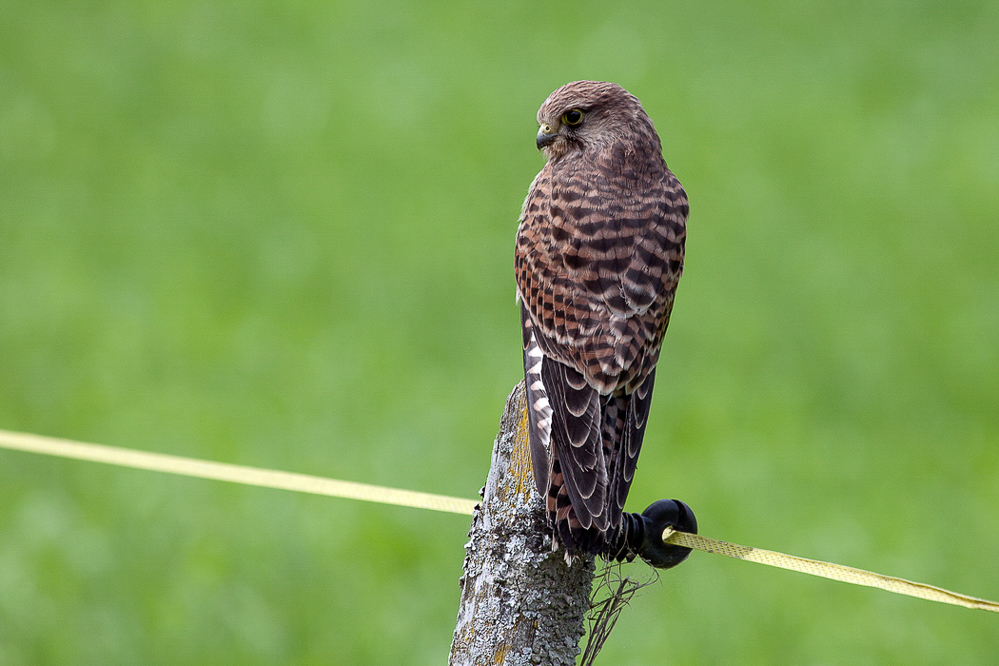 Regensommer 055 - Turmfalke