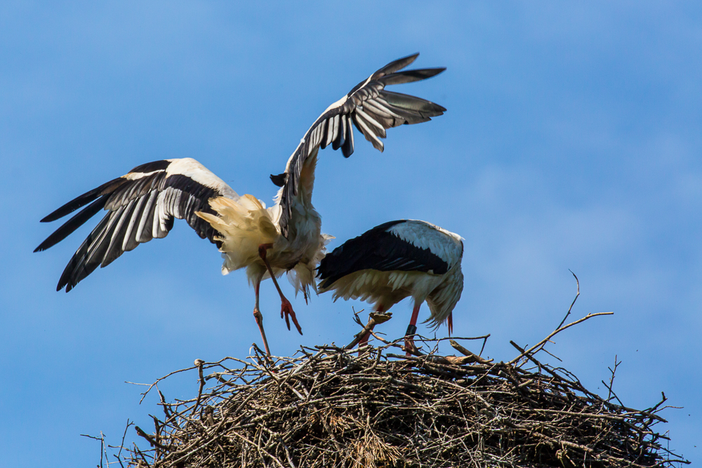 21storch_005