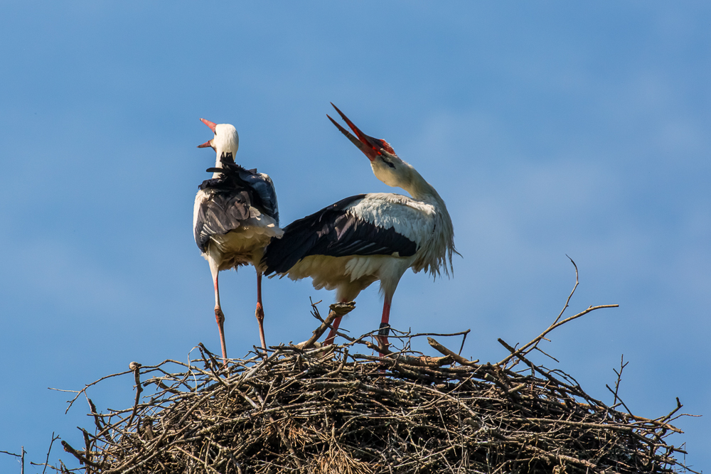 22storch_006