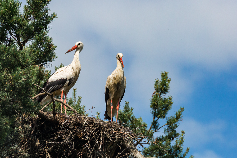 31storch_020