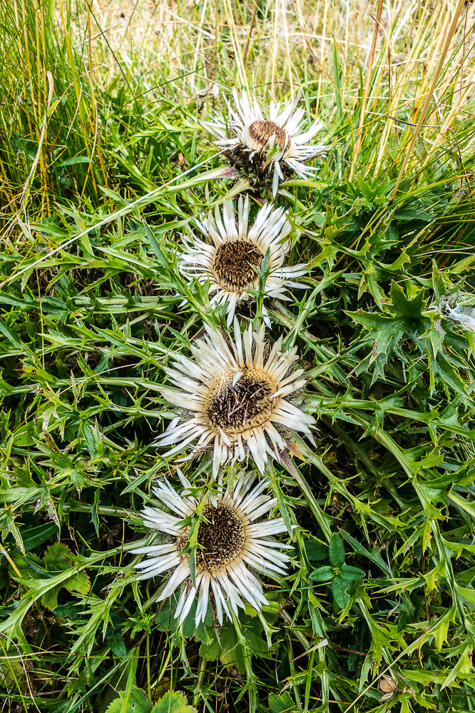 alpina_013 - Silberdistel