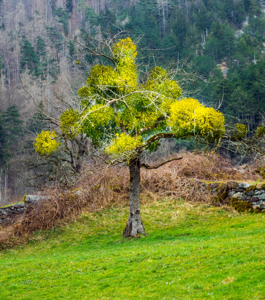 warm-2025_002_Mistelbaum