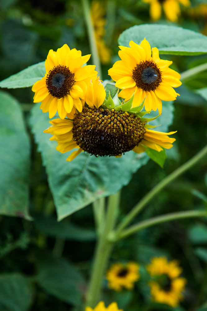 warm-2025_044_Sonnenblumensmiley
